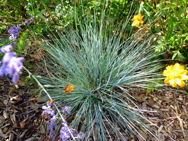 Festuca glauca 'Auslese'